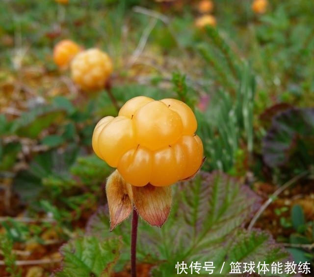 橙子|这种“野莓”不仅长得漂亮，维生素C还是橙子的3倍你见过吗