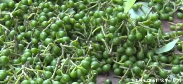 咸丰|在咸丰吃饭,我被山胡椒迷了魂!