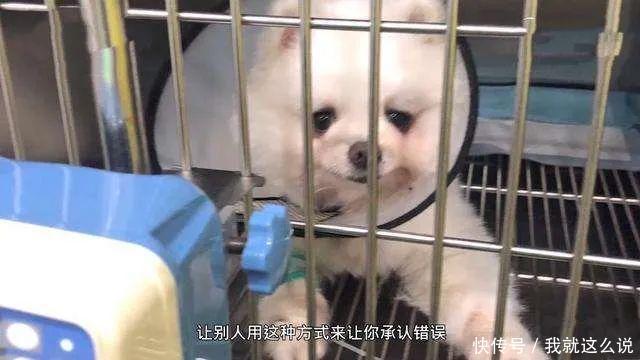 成才|准研究生虐狗:你成才了,却没有成人!