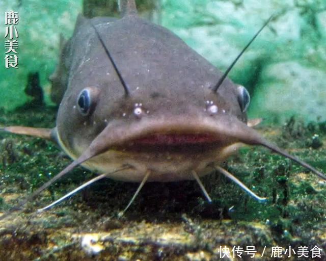 营养|鱼肉营养,但这“3种鱼”最好少给小孩吃,对身体无益,还伤肠胃