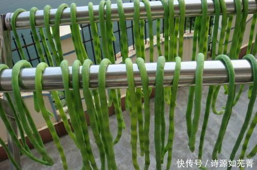  将豆角|吃不完的豆角，不要直接放冰箱，老菜农教您一招，放一年都不会坏