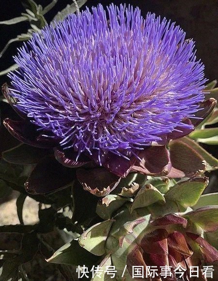 猪饲料|从女王的餐桌到猪饲料,只经过了十几年