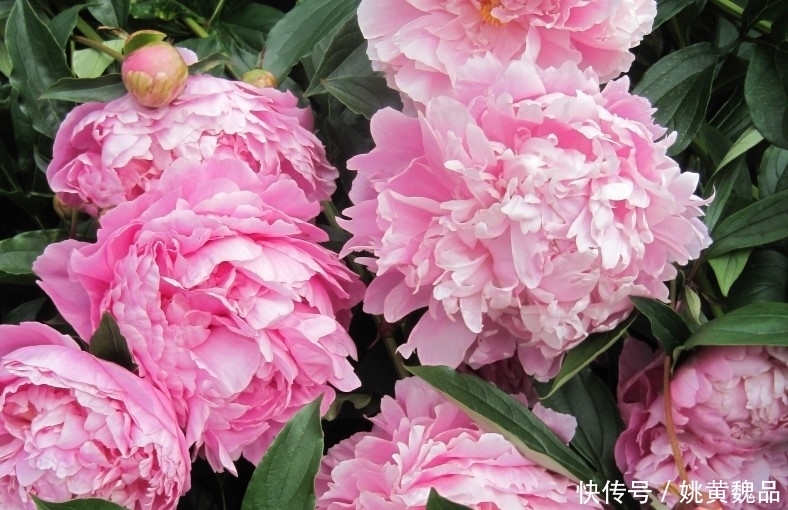 爱情|下个星期，4大星座爱情遇良人，事业遇贵人，好运接不停