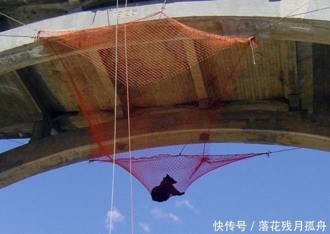  陷入|直击: 陷入各种“困境”的动物奇葩瞬间