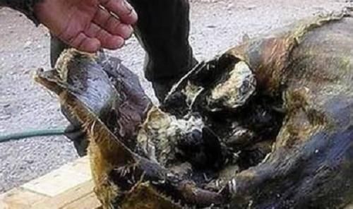 世界|世界最臭的5大美食,吃过2种你就是牛人,全吃过的真了不起