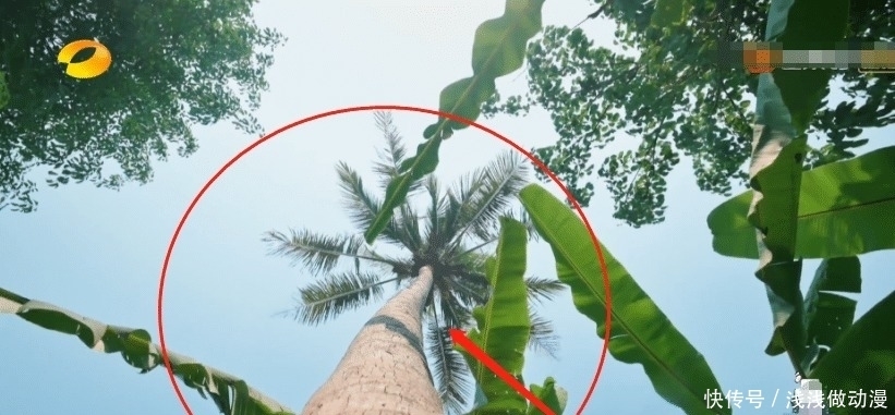  椰子树|以为黄磊说有备救护车是开玩笑，当镜头切换到远景，节目组用心了