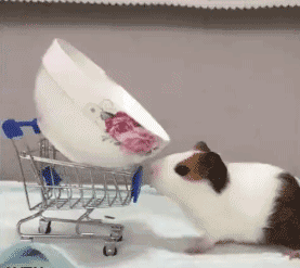  身轻如燕|搞笑GIF趣图:小泰迪，你走路的方式很特别，一看就身轻如燕！