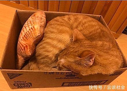  橘猫|这真的是橘猫吗？不仅爱看篮球赛，还背起球袋想和主人出门打球去