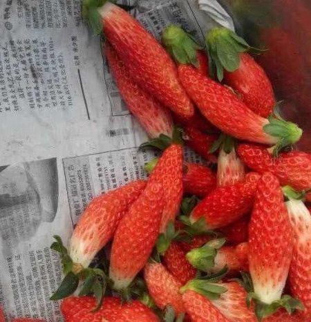 胡萝卜|我在超市买了一盒草莓,打开时以为是胡萝卜尝过之后,我买了两盒草莓