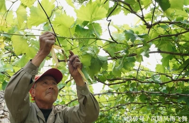  希腊|夏日到，吃葡萄！这一口甜，背后藏着什么秘密