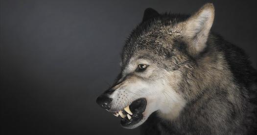 动物|狼究竟是什么动物?