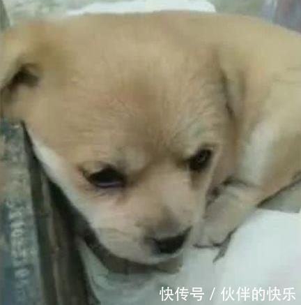 想念|小狗在新家想念狗妈,忍不住想流泪,整天都无精打采!