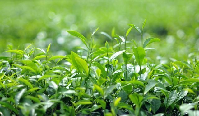 走进|抹茶的世界你真的懂吗,走进其中,一起来看看吧