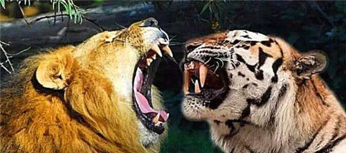 老虎|皇帝讨厌胡人进贡的动物，命大臣拿去喂虎，不料老虎趴地上不敢动