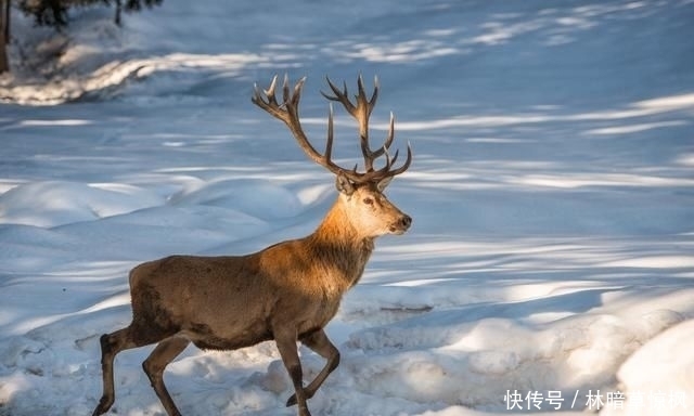 进来|关于鹿的饲养管理与技术，你了解多少，不妨进来看看