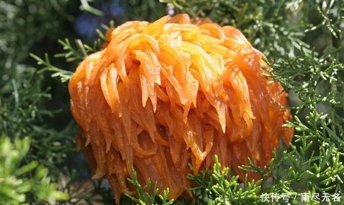 野果|野外发现一树“野果”,想吃却被当地人反对,知道真相让人吃惊