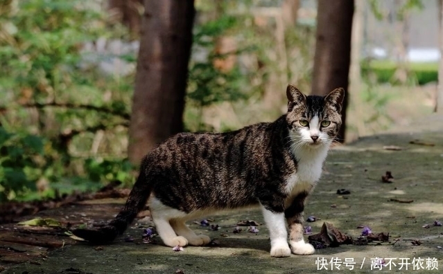 本草纲目|古人为何不吃猫肉?原来李时珍的《本草纲目》早已有了记载