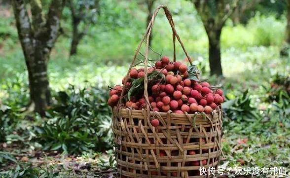 引进|印度效仿中国,将特产引进后再出口,结果被当成“毒药”,为何?