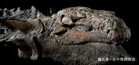是极其罕见的恐龙化石, 它是怎么形成的