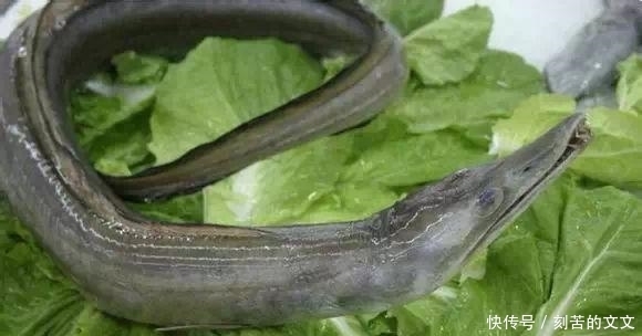  认出|海鲜大全, 你能认出多少