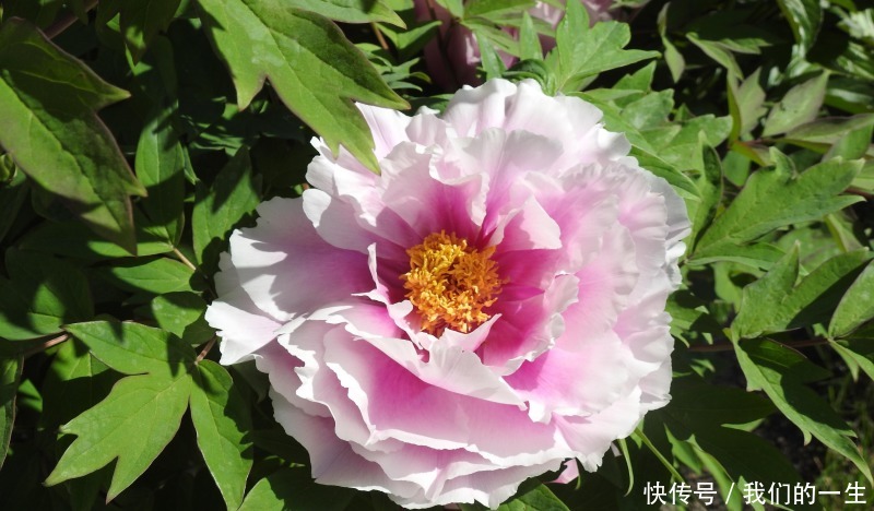 喜事|8月这四星座运势翻转、喜事降临、好运渐至、诸事顺利!