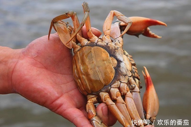知识|九月吃螃蟹,这有关于螃蟹的所有知识,吃的满足放心