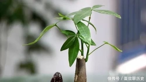 种植|发财树种植和养殖方法大全！