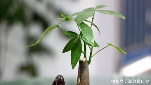 种植|发财树种植和养殖方法大全!