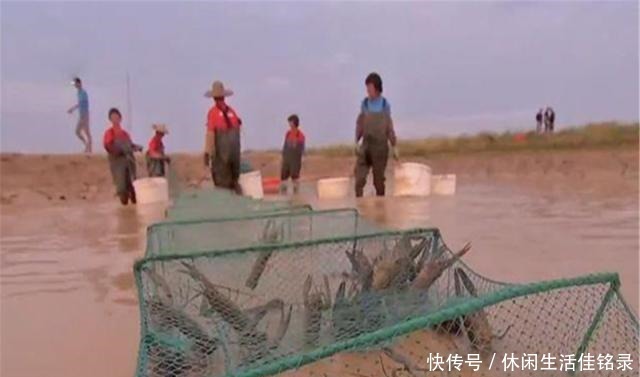 混养|水池中混养龙虾,学会这几招,不赚钱都不行