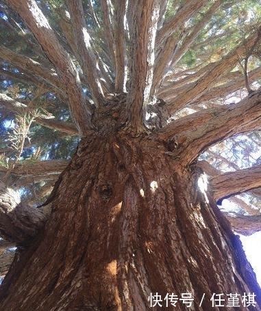颗红杉树|为了挪动一棵360多吨重的树，开发商花费了200万元