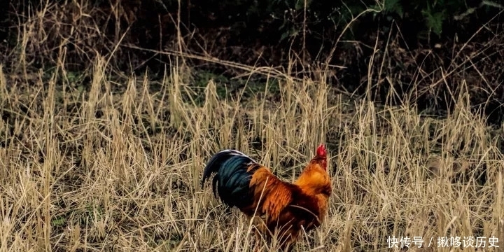 才华|《天道》活下去、忍耐、坚持,有才华必须要成功才算熬出头
