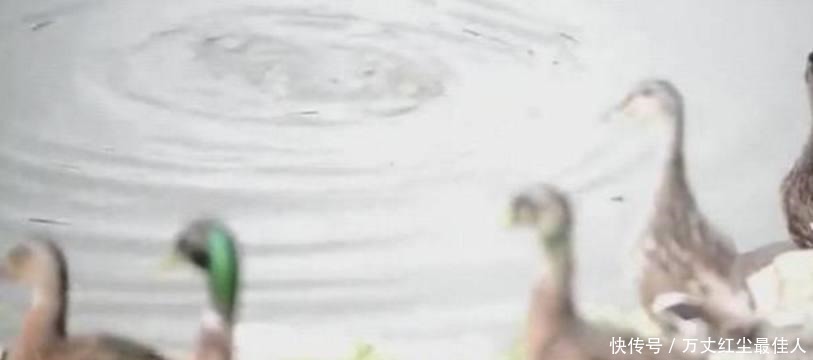 池塘|男子发现鸭子无故失踪,好奇守在池塘边,接着发生的事让他惊讶!