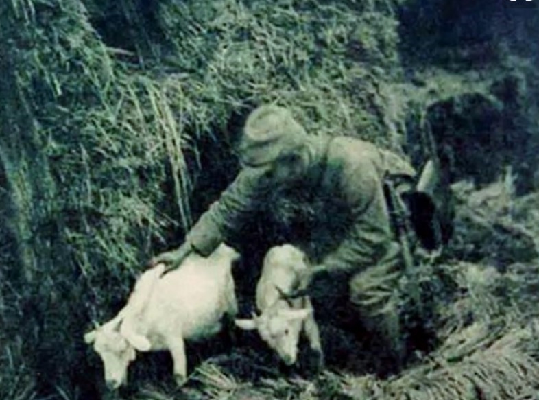  老母鸡|鬼子来扫荡，枪挑老母鸡，鬼子饿的眼冒绿光，地主家里没余粮了！