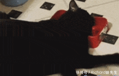 GIF|搞笑GIF:你以为你爸想找我这样的吗?他也是结了婚才知道我是这样的呀!