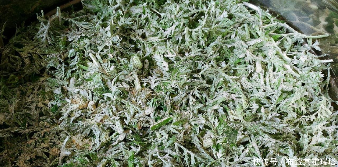 随处|这菜农村随处见,晒成干再蒸着吃,又香又糯,城里人想吃都买不到