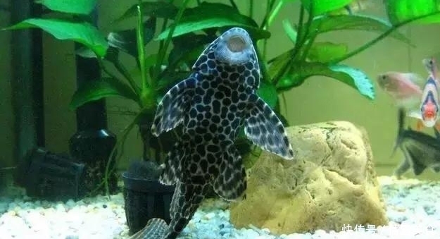 做好|它很可能成为第二个“小龙虾”,已有人类对它动手了,做好准备吧