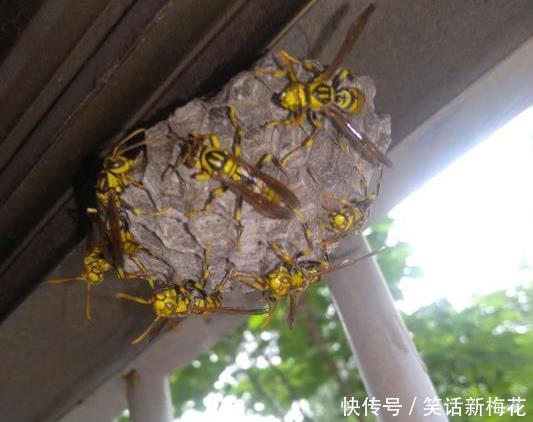  马蜂|“被这么大的马蜂蜇了，我还有机会吗？”哈哈哈找个阴凉地躺下吧
