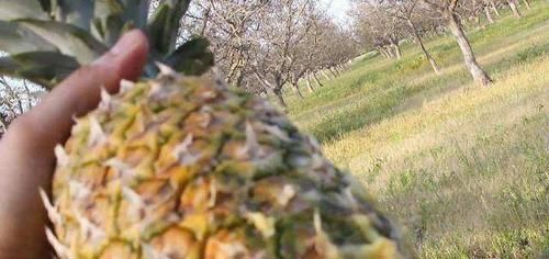  败下阵来|自动步枪甚至能打穿防弹衣，却在菠萝面前败下阵来