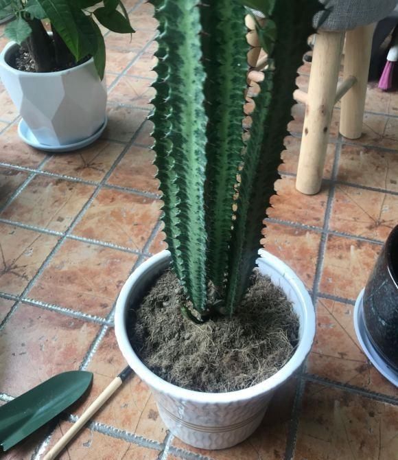 房顶|2种“奇葩”绿植，放在阳台上，半个月浇次水，蹭蹭长到房顶