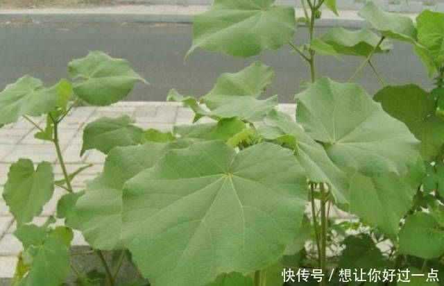 植物|农村以前常见的一种植物,现在很难找到,药用价值很高!