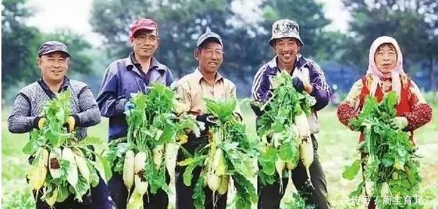 蔬菜|蔬菜行业内涵多,没开种惨亏500万!这些雷区不要踩