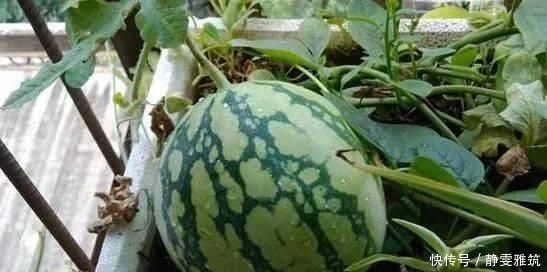  种子|常吃的4种水果，吃剩的种子不要扔，往盆里一种，种出水果小盆栽