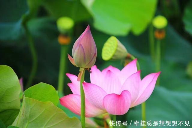 河南省|河南省民权县任庄国家湿地公园快来看,这里的千亩荷花开了