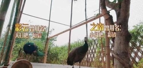  治愈|《向往的生活》第四季治愈来袭，“每一天，都要好好过”