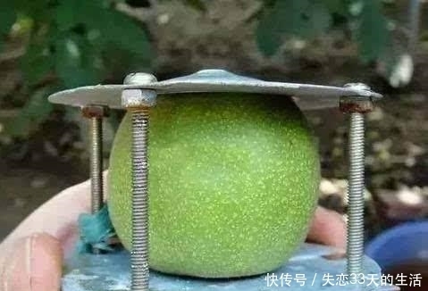  核桃|曾经几十万一对儿的核桃, 如今人工操作几十元都无人问津!