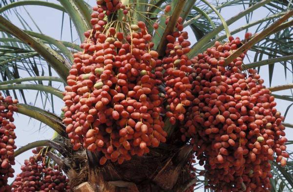 平价|我国这一平价水果,在迪拜却成了“土豪专供”,一般人真就吃不起