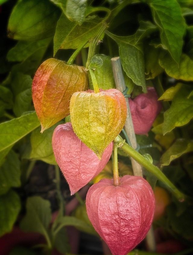 植物|农村这种野果长得像冰粉果,明明美味,但有人竟只摘来玩而不敢吃