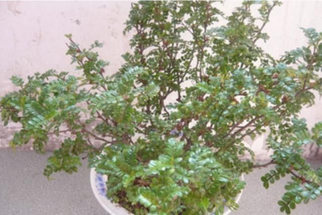 夏天|这4种植物是“蚊子克星”,随便在卧室摆一盆,夏天“不用愁”