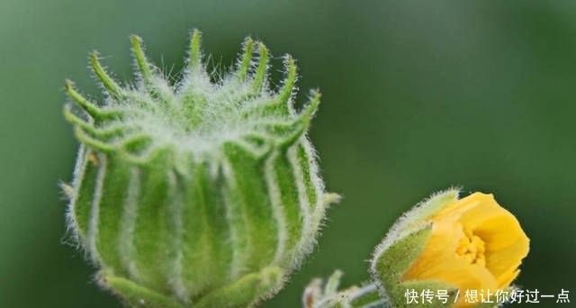 植物|农村以前常见的一种植物,现在很难找到,药用价值很高!