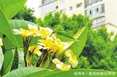 榕城|夏日唇齿留香 榕城街头鸡蛋花盛开